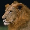 Lion1